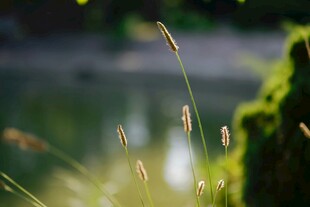 阳光下的湖畔草景