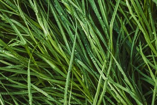 翠绿细长草叶特写