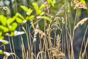 阳光下的金黄野草与绿叶