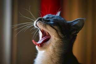 打哈欠的猫咪