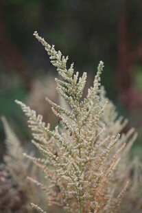 金黄蕨类植物特写