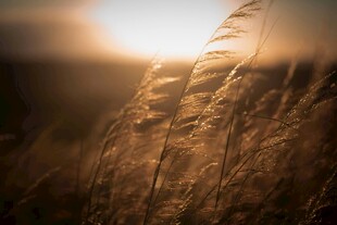 夕阳下的摇曳芦苇