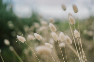 田野中的轻柔白色绒毛植物