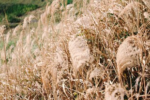 金黄芦苇荡 自然之美景