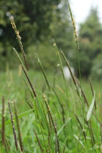 田野中的细长草株