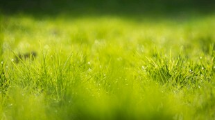 翠绿草地 清新自然景象