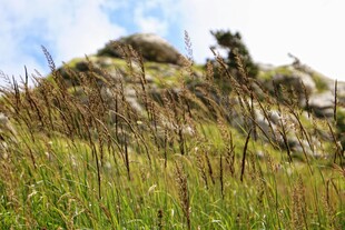 山坡上的繁茂草地与岩石