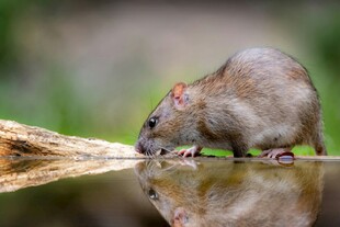 水边觅食的小鼠