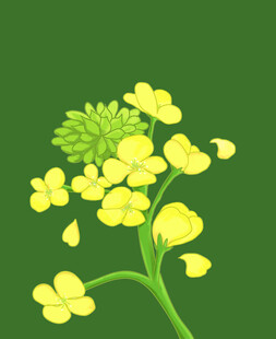 黄花菜插画