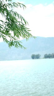 湖畔柳枝 