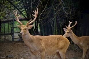 林间双鹿