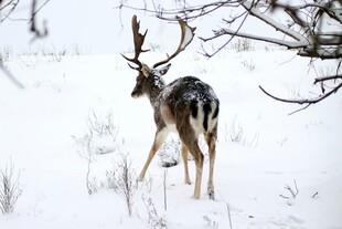 雪地中站立的美丽雄鹿