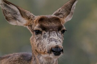 特写的鹿头