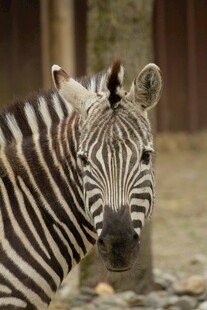 斑马特写