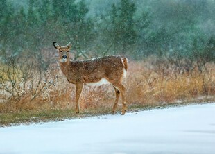 雪地中的小鹿