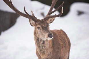 雪地中的雄鹿