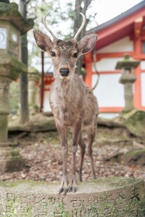 神社前的小鹿