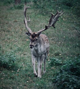 草地上的大角鹿