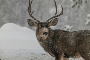 雪地中的雄鹿