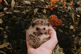 手捧可爱小刺猬