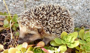 觅食的小刺猬