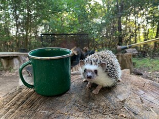 木桌上的刺猬与绿色杯子