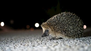 夜间独行的小刺猬