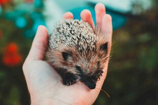 手心里的小刺猬