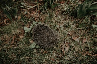 草地上的刺猬