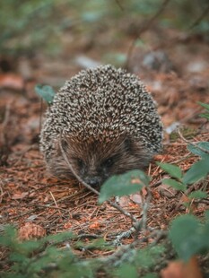 野外觅食的小刺猬