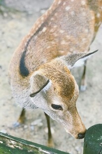 低头的小鹿
