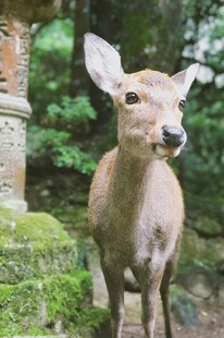 林间小鹿