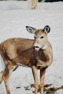 雪地中的鹿