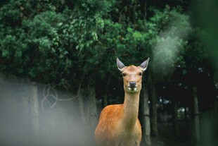 林间小鹿