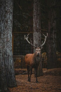 森林中雄伟的麋鹿