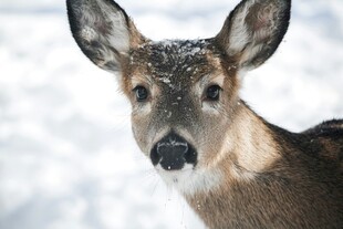 雪地中的小鹿