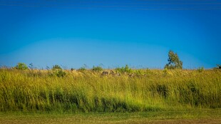 蓝天绿野风景图
