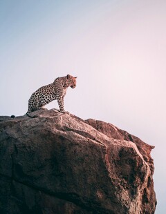 岩石上的猎豹眺望远方