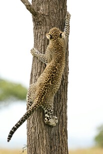 猫鼬攀爬树干瞬间