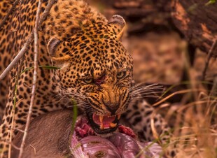 猎豹进食瞬间
