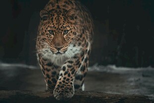 猎豹前行