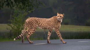 公路上行走的矫健猎豹