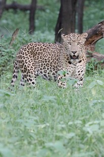 草原上的花豹