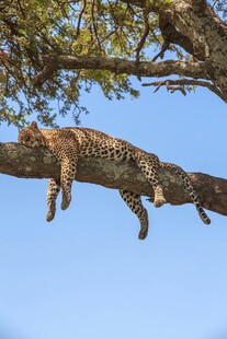 树枝上惬意休憩的猫咪