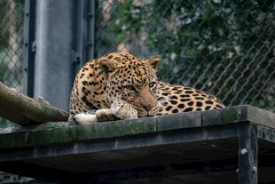 趴在平台上休息的花豹