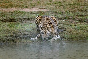 猎豹于水边专注饮水