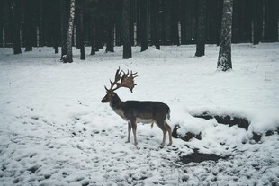 雪地中站立的带角小鹿