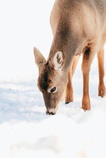 雪地中觅食的小鹿