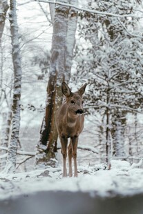 雪地中伫立的小鹿