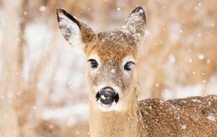 雪地中的小鹿